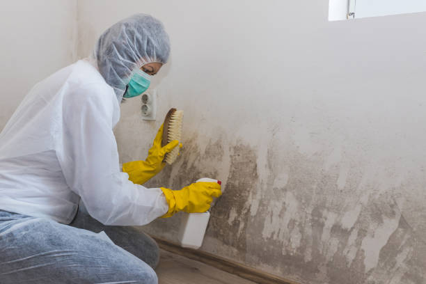 Best Crawl Space Mold Removal  in Anna, IL
