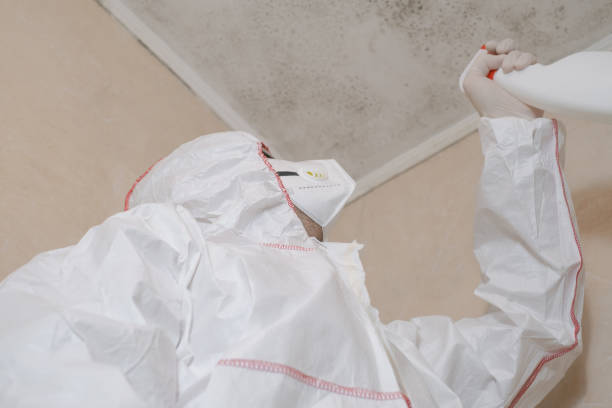 Best Mold Damage Repair  in Anna, IL
