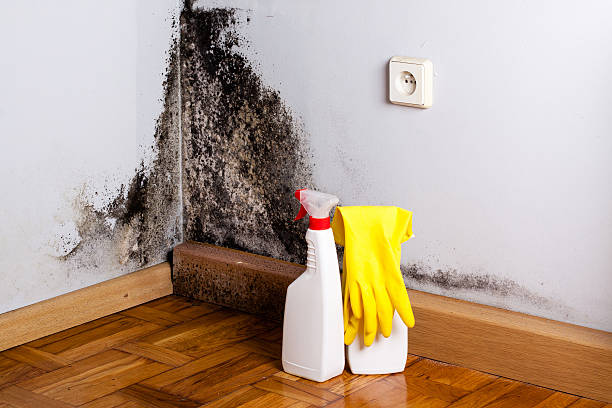 Best Mold Cleaning Services  in Anna, IL